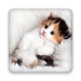 Cats Live Wallpapers For PC (Windows & MAC)