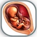 Pregnancy week guide For PC (Windows & MAC)