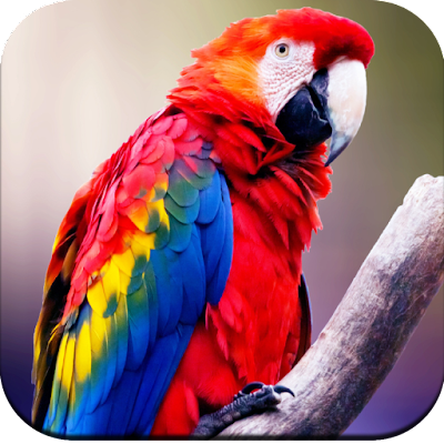 Parrot Wallpapers 4K v1.09 For PC – Windows & Mac | Techwikies.com